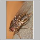 Drosophilida sp - Frucht- Taufliege 01b 2mm.jpg